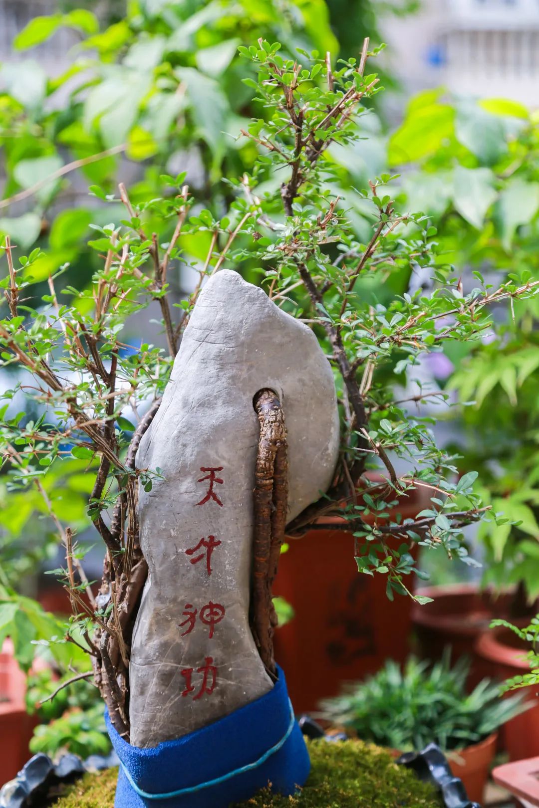 天然奇石盆景圖片_天然奇石盆景圖片大全欣賞_天然奇石圖片大全獲獎(jiǎng)