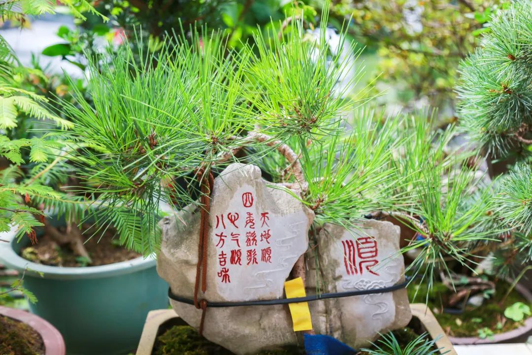 天然奇石盆景圖片_天然奇石盆景圖片大全欣賞_天然奇石圖片大全獲獎(jiǎng)