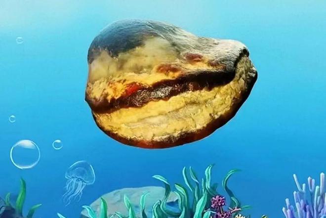 奇石化石專家鑒定_化石鑒定專家咨詢_化石專家免費(fèi)鑒定